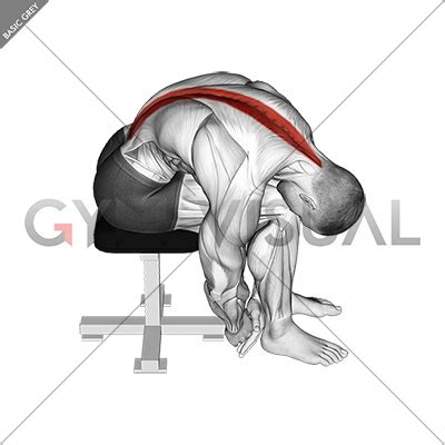 Seated Lower Trunk Extensor Lateral Flexor Stretch