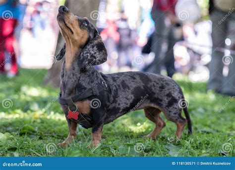 Short Haired Dapple Dachshund