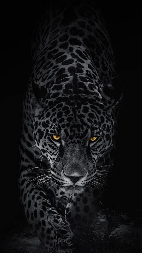 Update Black Leopard Print Wallpaper Super Hot In Coedo Vn