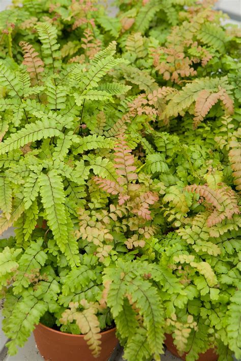 9 Low Maintenance Ferns To Liven Up Your Shade Garden