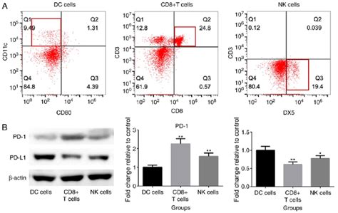 Expression Level Of Pd And Pd L In Isolated Dc Cells Cd T Cells