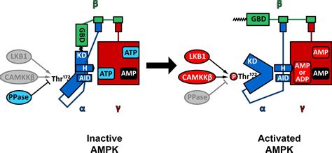 Amp Activated Protein Kinase Regulation And Biological Actions In The