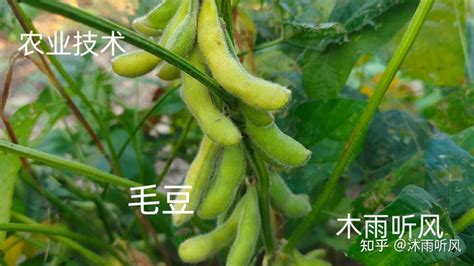 如何种植毛豆？怎样能让毛豆优质又高产？ 知乎