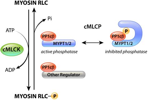 Myosin Light Chain Phosphatase Catalytic Subunit Dephosphorylates