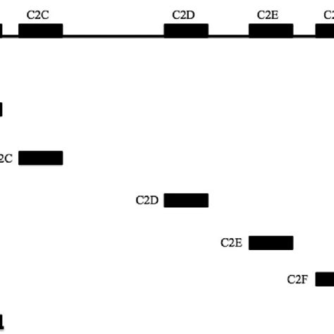 Schematic Diagram Of Full Length Otoferlin And The Otoferlin Constructs