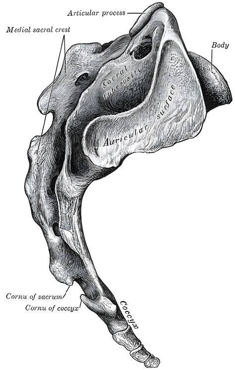 Os Sacrum Ars Neurochirurgica