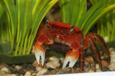 Red Claw Crab Facts, Habitat, Diet, Life Cycle, Baby, Pictures