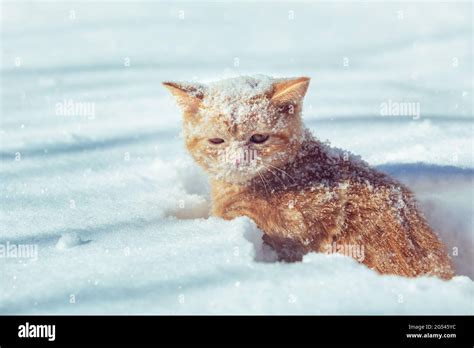 Little red kitten sitting in the deep snow in winter. The face of the ...