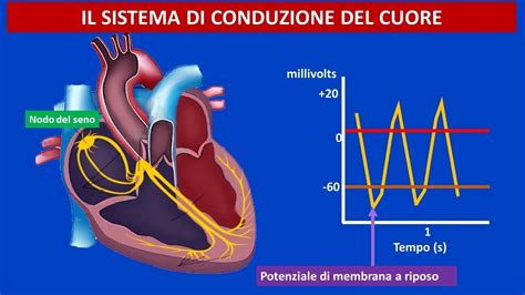 Anatomia E Fisiologia Cardiovascolare Il Sistema Di Conduzione Del