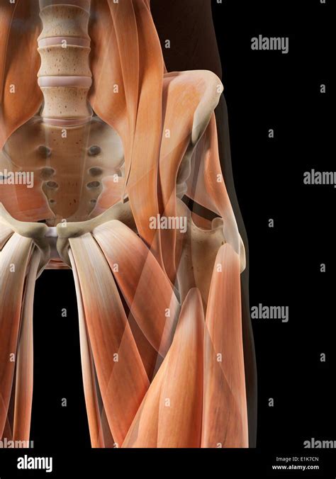 Posterior Hip Muscles