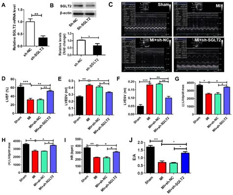 Sglt Knockdown Improves Rat Heart Function Following Mi In Vivo Sglt