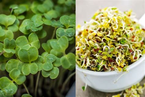 Microgreens vs. sprouts: Growing, uses, and benefits