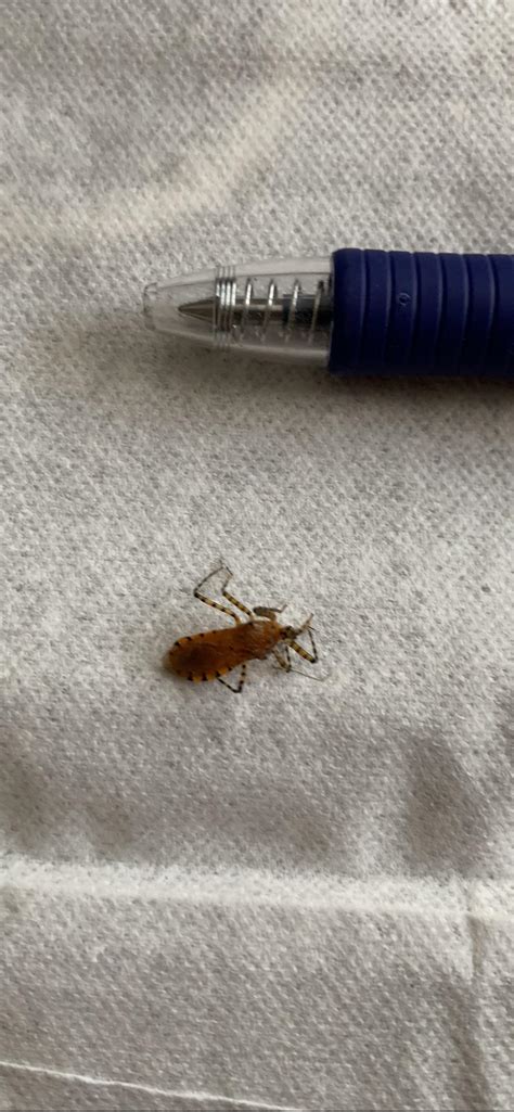 Found This In My Home Bristol Pa Smells Like Ass R Whatsthisbug