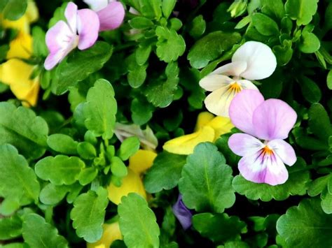 Viola Tricolor L 三色堇 World Flora Plntnet Identify