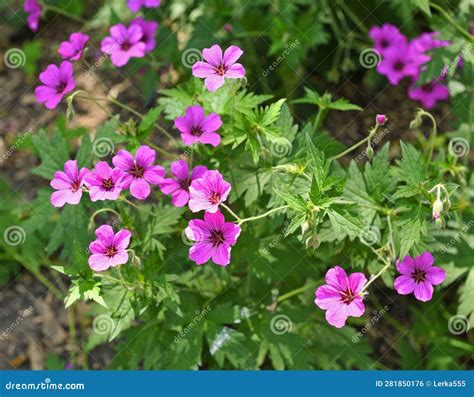 Geranium Sylvaticum Wood Cranesbill Or Woodland Geranium Species Of