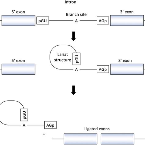 Splicing reactions and important splicing elements. There are several ...