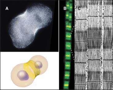 Actin and Actin-Binding Proteins | Clinical Gate