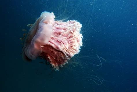 Lions Mane Jellyfish Pro Adventure Guide