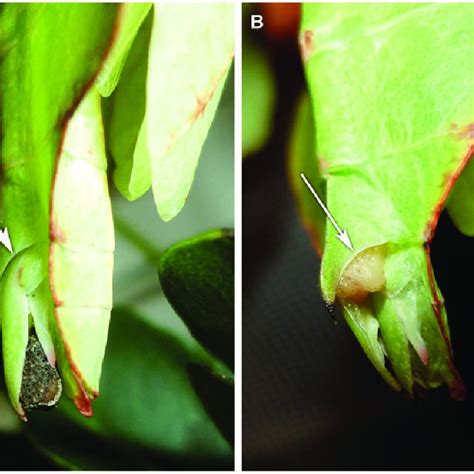 Genitalia And Ovipositor Of The Female Lateral View A Anterior Download Scientific Diagram