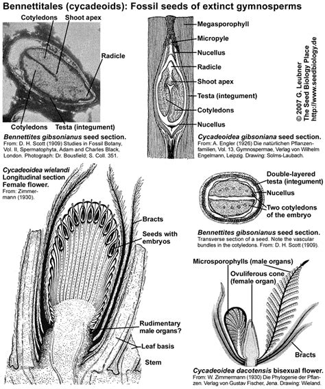 The Seed Biology Place Seed Evolution