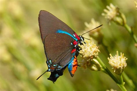 Hairstreak Butterfly Pictures