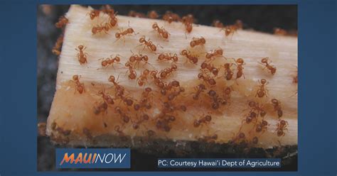 Infestation of Little Fire Ants Confirmed at Maui Hotel | Maui Now