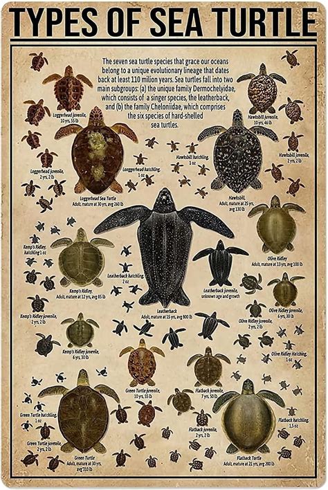 Types Of Sea Turtles Metal Tin Sign Knowledge Popular Science Poster