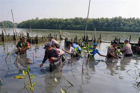 Kolaborasi Konservasi Bakau Untuk Wisata Pesisir Dan Pelabuhan