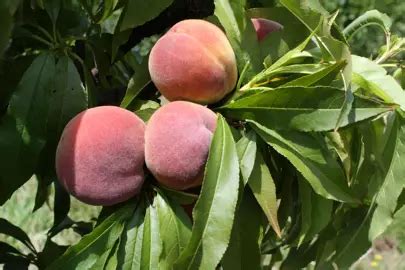 Buy Peach Honey Babe Dwarf Plants Free Shipping Over 150