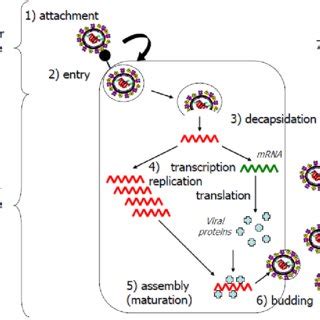 Simplified diagram of the viral life cycle. Extracellular (1, 2 and 7 ...