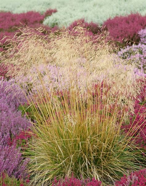 Deschampsia Cespitosa Tufted Hair Grass Hopes Grove Nurseries