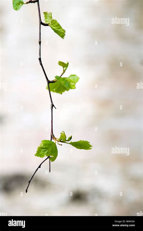 Betula platyphylla. Japanese white birch / Asian white birch tree ...