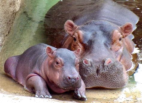 Mom and baby hippo - Hippos Photo (24490340) - Fanpop