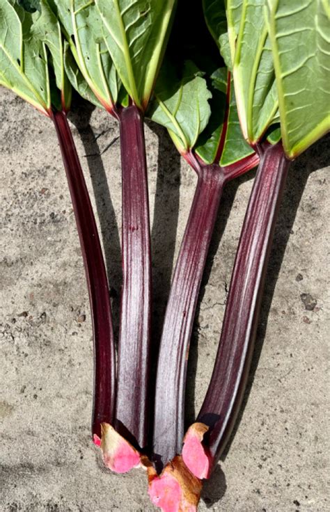 Rhubarb Seed French Harvest Rhubarb By French Harvest