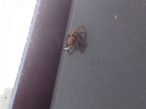 Create Meme Spiders The Spider Steed Poisonous Spiders Pictures