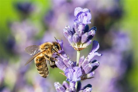 Bienenfreundliche Balkonpflanzen F R Bienenretter Plantura Balcony