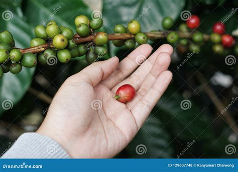 Haricot De Baies De Café Sur Le Caféier Avec La Main Photo Stock