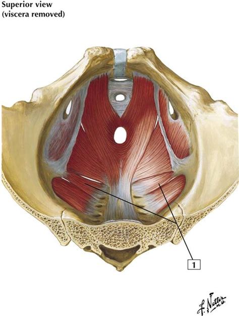 Male Perineum Location