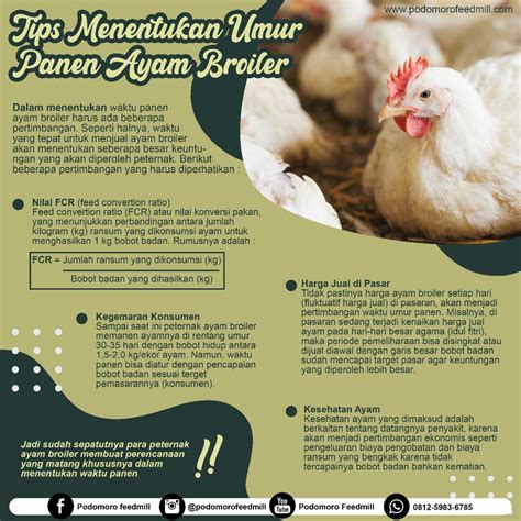 Yuk Simak Cara Menghitung Penjualan Ayam Potong Terlengkap Piano Town