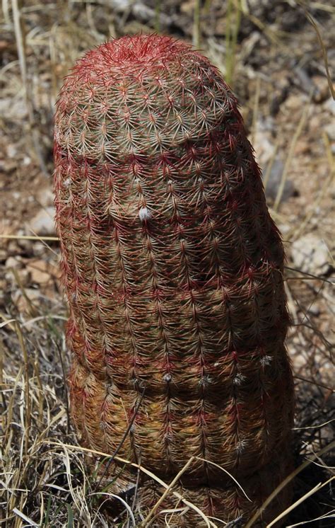 Arizona Rainbow Hedgehog Cactus Echinocereus Rigidissimus W Of