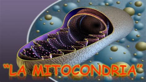 Definición de mitocondria Definición top