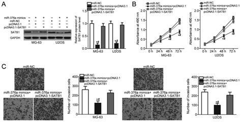 Microrna‑376a Inhibits Cell Proliferation And Invasion In Osteosarcoma