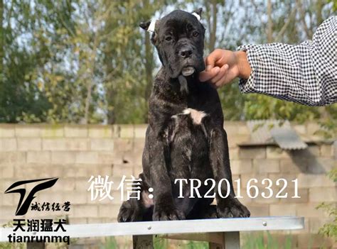 卡斯罗犬串杜高犬杜高犬串串卡斯罗与罗威纳的串大山谷图库