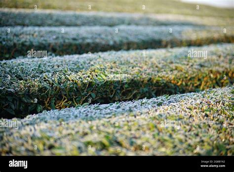 Nice tea plantations in Moc Chau district northern Vietnam Stock Photo - Alamy