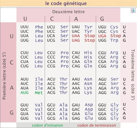 Arnm La Synth Se Des Prot Ines Biologie Cellulaire