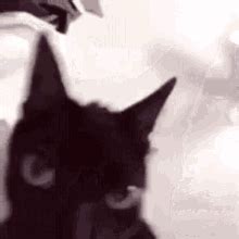 Hehe Cat GIF - Hehe Cat - Discover & Share GIFs