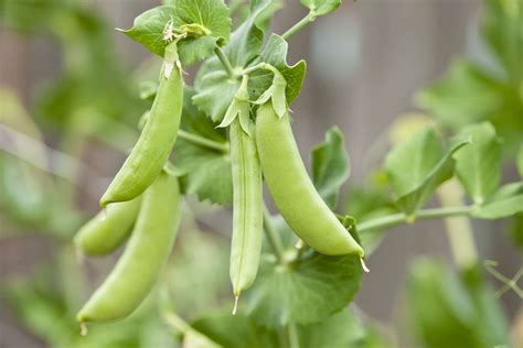 How to Grow and Care for Snap Peas