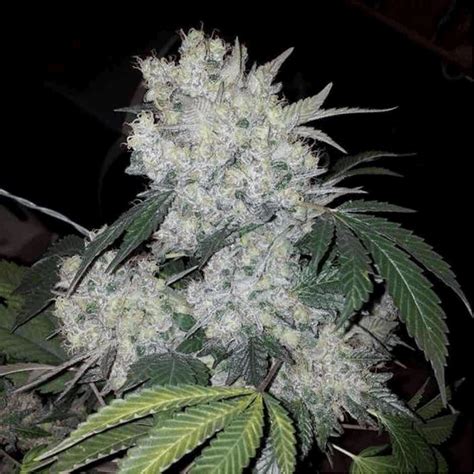 White Widow Strain The Frostiest White Widow Strains That You Can Buy