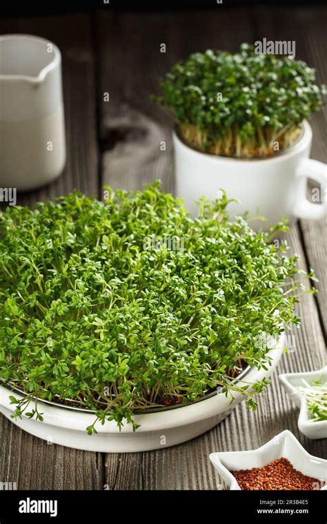 Gros Plan De La Salade De Cresson Des Microverts Des Feuilles Vertes