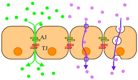 A Schematic Illustrating Two Cellular Transport Mechanisms